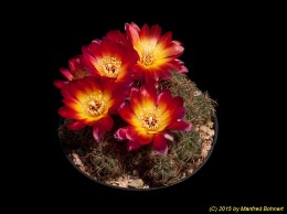 Sulcorebutia tarabucoensis v. tarabucoensis WR590 2167